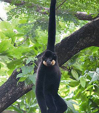 phnom_prichsanctuary